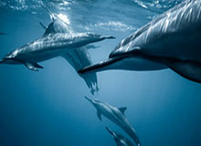 开云入口-分钟计数颠球，现在慢了，最高记录，1分钟246个